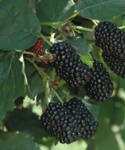 Osage Blackberry Live Plants - 2 Pack - 1-2 Year Old - Outdoor Fruit Bush - Image 2