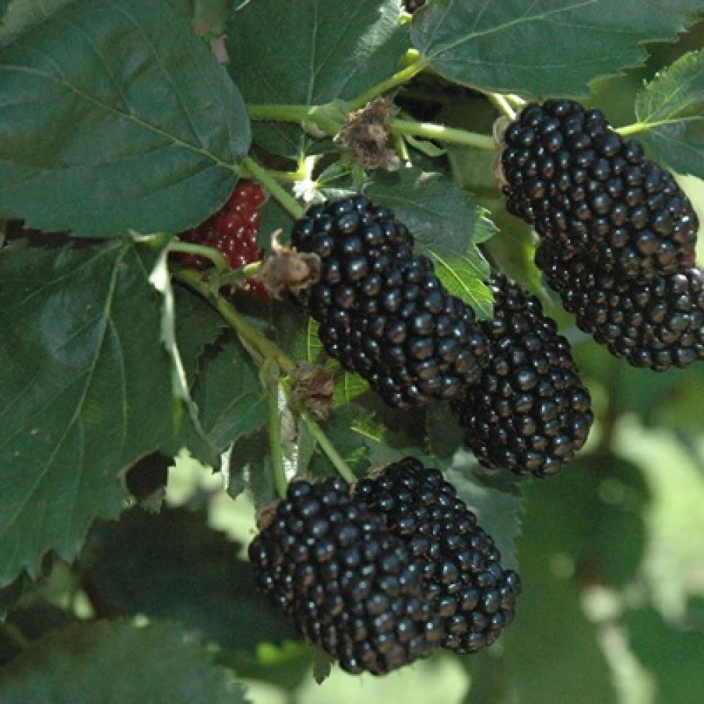 Osage Blackberry Live Plants - 2 Pack - 1-2 Year Old - Outdoor Fruit Bush - Image 2