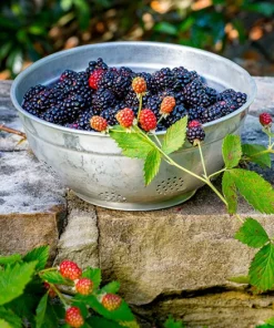 Osage Blackberry Live Plants - 2 Pack - 1-2 Year Old - Outdoor Fruit Bush - Image 3