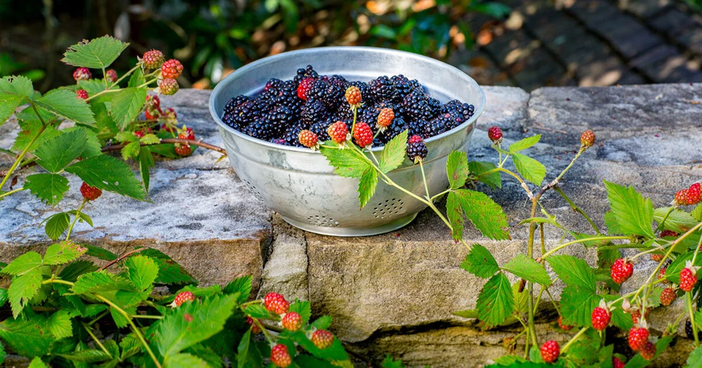 Osage Blackberry Live Plants - 2 Pack - 1-2 Year Old - Outdoor Fruit Bush - Image 3