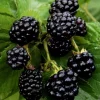 Osage Blackberry Live Plants - 2 Pack - 1-2 Year Old - Outdoor Fruit Bush - Image 1