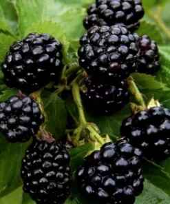 Osage Blackberry Live Plants - 2 Pack - 1-2 Year Old - Outdoor Fruit Bush - Image 1