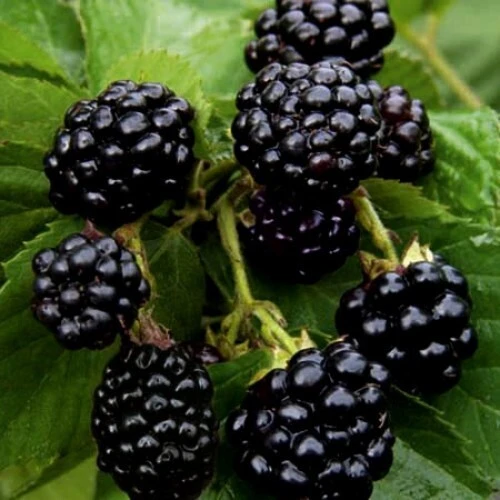 Osage Blackberry Live Plants - 2 Pack - 1-2 Year Old - Outdoor Fruit Bush - Image 1