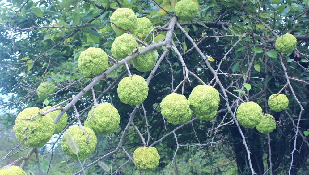 Osage Orange Tree Live Plant (Maclura pomifera) - 16-24 Inch Hedge Tree for Outdoor - Image 2
