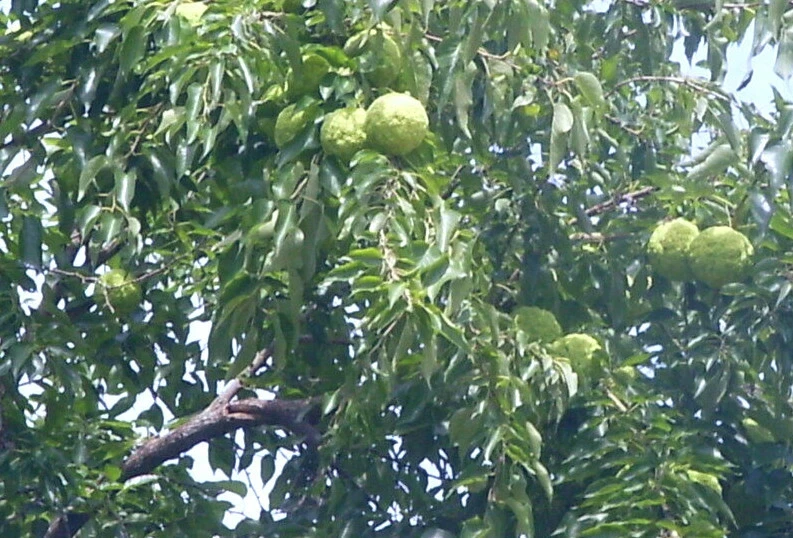 Osage Orange Tree Live Plant (Maclura pomifera) - 16-24 Inch Hedge Tree for Outdoor - Image 1