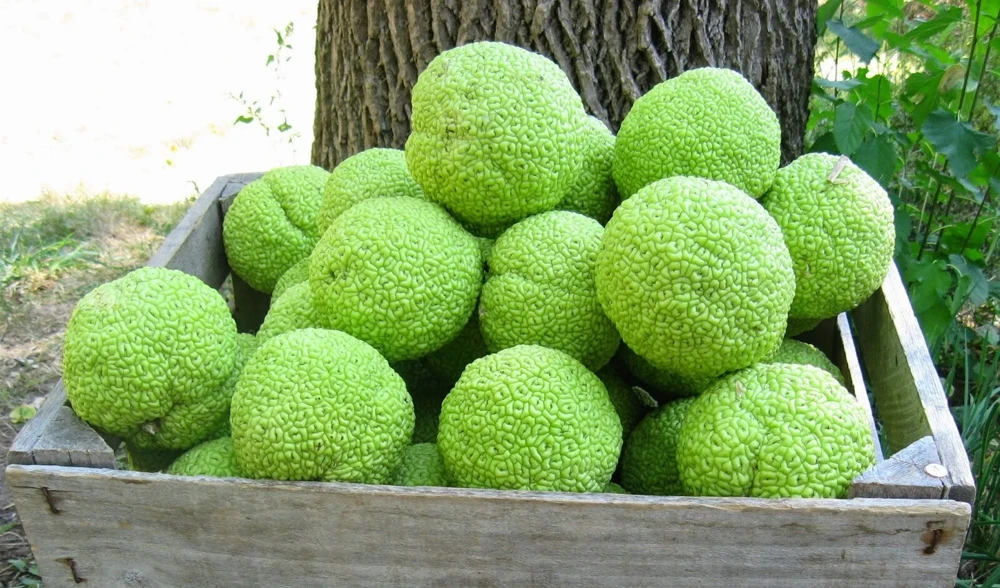 Osage Orange Tree Live Plant (Maclura pomifera) - 16-24 Inch Hedge Tree for Outdoor - Image 4