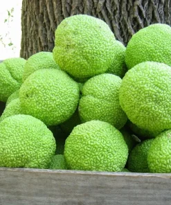 Osage Orange Tree Live Plant (Maclura pomifera) - Hedge 16-24 Inches Tall - Image 4