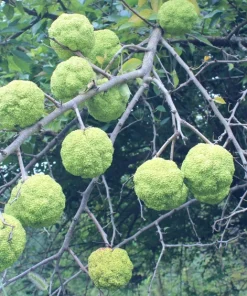Osage Orange Tree (Maclura pomifera) Live Hedge Plant 16-24 Inches Tall - Image 2
