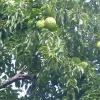 Osage Orange Tree (Maclura pomifera) Live Hedge Plant 16-24 Inches Tall - Image 1