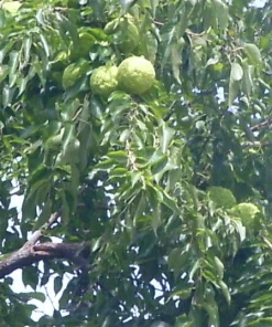 Osage Orange Tree (Maclura pomifera) Live Hedge Plant 16-24 Inches Tall - Image 1