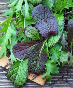 Osaka Purple Mustard Seeds - Heirloom Microgreen & Garden Variety - 200 Seeds - Image 2