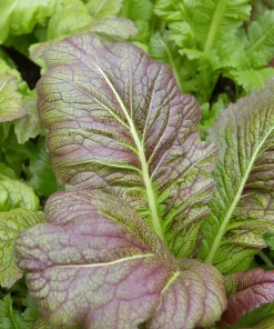 Osaka Purple Mustard Seeds - Heirloom Microgreen & Garden Variety - 200 Seeds - Image 3