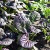 Osaka Purple Mustard Seeds - Heirloom Microgreen & Garden Variety - 200 Seeds - Image 1