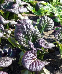 Osaka Purple Mustard Seeds - Heirloom Microgreen & Garden Variety - 200 Seeds - Image 1