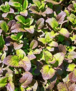 Osaka Purple Mustard Seeds - Heirloom Microgreen & Garden Variety - 200 Seeds - Image 4