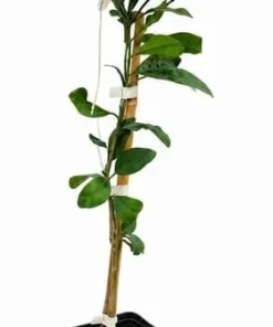 Owari Satsuma Mandarin Tree - Live Grafted Plant, 1 Gallon, 2-3 ft Tall - Cold Hardy Citrus Fruit - Image 3