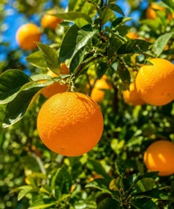 Owari Satsuma Mandarin Tree - Live Grafted Plant, 1 Gallon, 2-3 ft Tall - Cold Hardy Citrus Fruit - Image 4
