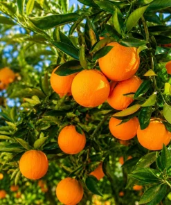 Owari Satsuma Mandarin Tree - Live Grafted Plant, 1 Gallon, 2-3 ft Tall - Cold Hardy Citrus Fruit - Image 5
