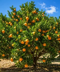 Owari Satsuma Mandarin Tree - Live Grafted Plant, 1 Gallon, 2-3 ft Tall - Cold Hardy Citrus Fruit - Image 6