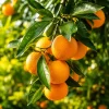 Owari Satsuma Mandarin Tree - Live Grafted Plant, 1 Gallon, 2-3 ft Tall - Cold Hardy Citrus Fruit - Image 1