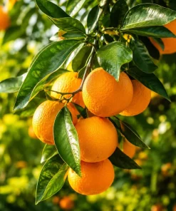 Owari Satsuma Mandarin Tree - Live Grafted Plant, 1 Gallon, 2-3 ft Tall - Cold Hardy Citrus Fruit - Image 1