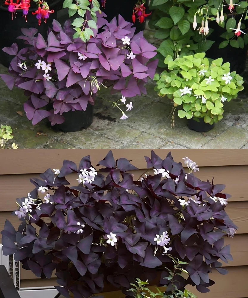Oxalis Live Plant - Vibrant Houseplant with Unique Foliage & Blooms - Image 1