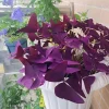 Oxalis Plant Live – Potted Indoor Houseplant – Elegant Greenery - Image 1