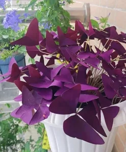 Oxalis Plant Live – Potted Indoor Houseplant – Elegant Greenery - Image 1
