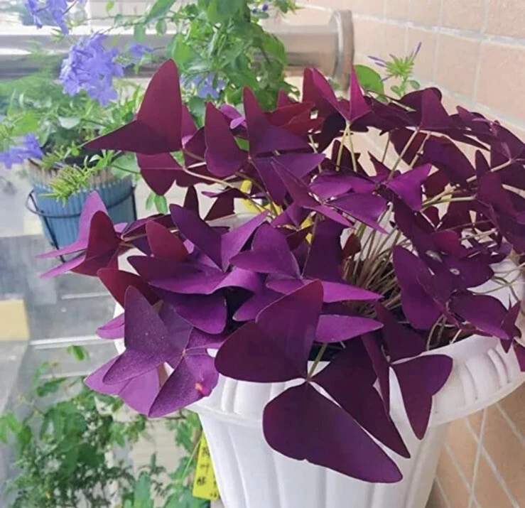 Oxalis Plant Live – Potted Indoor Houseplant – Elegant Greenery - Image 1