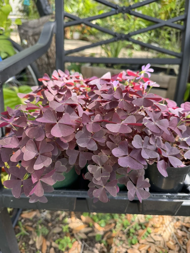 Oxalis Plant Live – Vibrant Houseplant – Easy Care Indoor Plant - Image 2