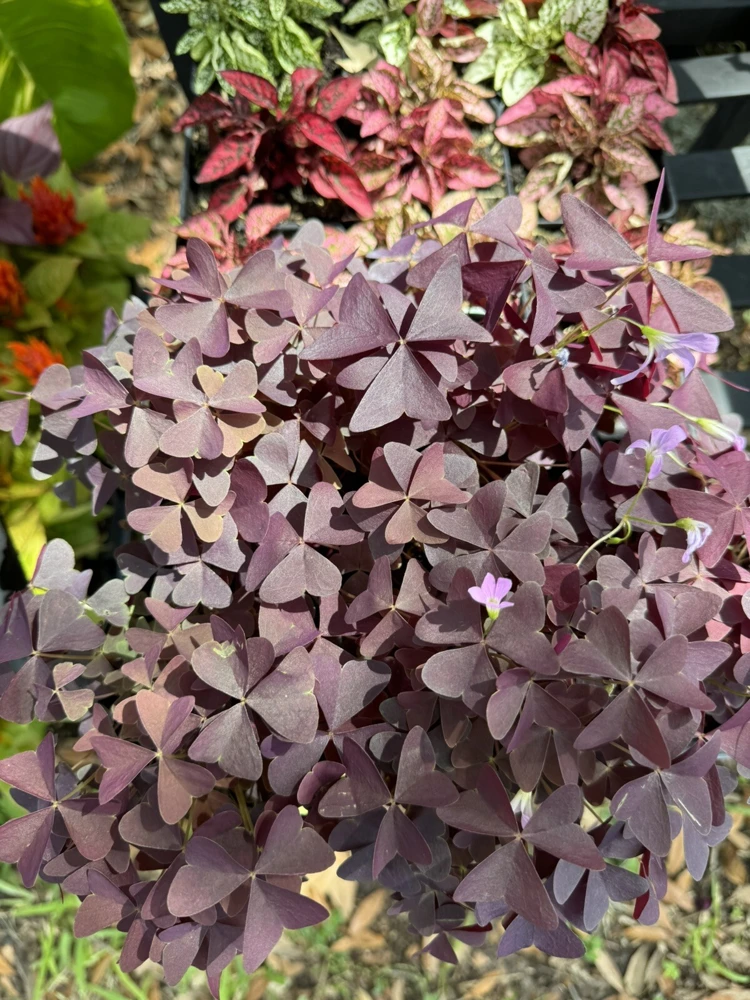 Oxalis Plant Live – Vibrant Houseplant – Easy Care Indoor Plant - Image 1