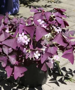 Oxalis Purple Shamrock Live Plant – Dark Purple Foliage – 4-6 Inch Tall – Indoor/Outdoor - Image 2