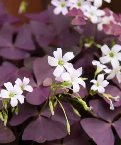 Oxalis Purple Shamrock Live Plant – Dark Purple Foliage – 4-6 Inch Tall – Indoor/Outdoor - Image 3