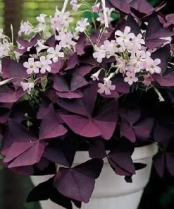 Oxalis Purple Shamrock Live Plant – Dark Purple Foliage – 4-6 Inch Tall – Indoor/Outdoor - Image 4