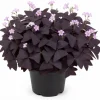 Oxalis Purple Shamrock Live Plant – Dark Purple Foliage – 4-6 Inch Tall – Indoor/Outdoor - Image 1