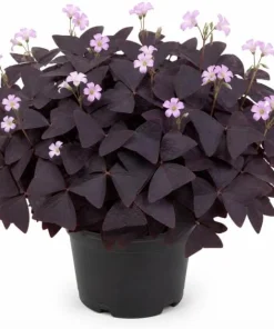 Oxalis Purple Shamrock Live Plant – Dark Purple Foliage – 4-6 Inch Tall – Indoor/Outdoor - Image 1