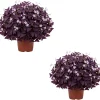 Oxalis Purple Shamrock Live Plant Set - 2 Plants, 4-6 Inch Tall, Dark Purple Foliage, Indoor/Outdoor - Image 1