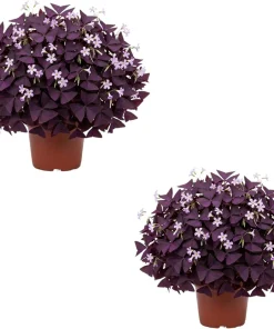 Oxalis Purple Shamrock Live Plant Set - 2 Plants, 4-6 Inch Tall, Dark Purple Foliage, Indoor/Outdoor - Image 1