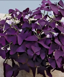 Oxalis Purple Shamrock Live Plant Set - 2 Plants, 4-6 Inch Tall, Dark Purple Foliage, Indoor/Outdoor - Image 3