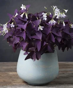 Oxalis Purple Shamrock Live Plant Set - 2 Plants, 4-6 Inch Tall, Dark Purple Foliage, Indoor/Outdoor - Image 4