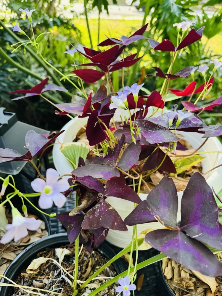 Oxalis Triangularis Live Plant - Purple Shamrock Houseplant - Image 2