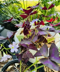 Oxalis triangularis Live Plant – Purple Shamrock Houseplant – Easy Care - Image 2