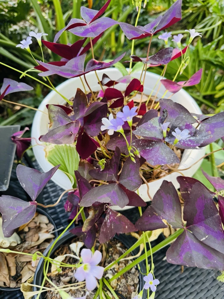 Oxalis Triangularis Live Plant - Purple Shamrock Houseplant - Image 3