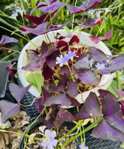 Oxalis triangularis Live Plant – Purple Shamrock Houseplant – Easy Care - Image 3