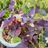 Oxalis Triangularis Live Plant - Purple Shamrock Houseplant - Image 1