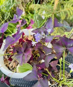 Oxalis Triangularis Live Plant - Purple Shamrock Houseplant - Image 1
