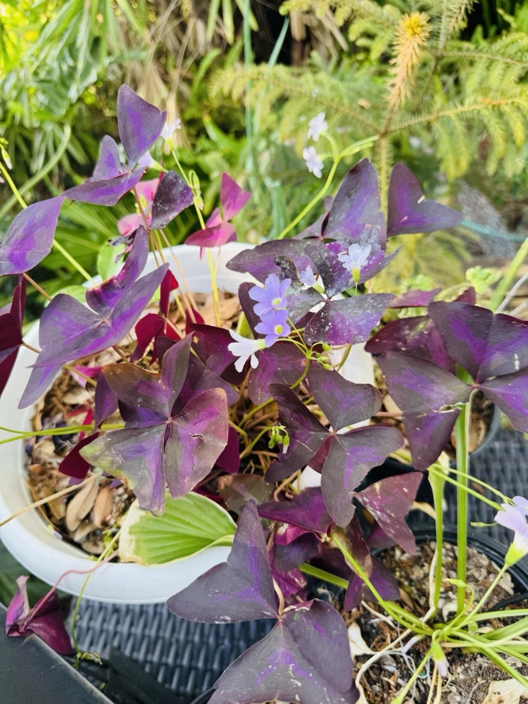Oxalis Triangularis Live Plant - Purple Shamrock Houseplant - Image 1