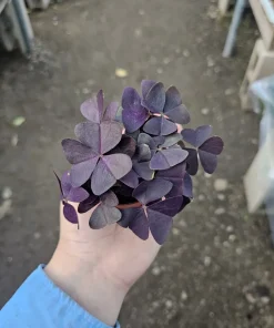Oxalis Triangularis Purple Shamrock Live Plant - 2in or 4in Pot - Indoor Houseplant - Image 2
