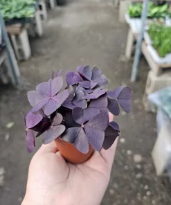 Oxalis Triangularis Purple Shamrock Live Plant - 2in or 4in Pot - Indoor Houseplant - Image 3