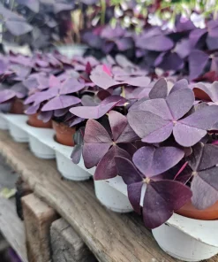 Oxalis Triangularis Purple Shamrock Live Plant - 2in or 4in Pot - Indoor Houseplant - Image 4